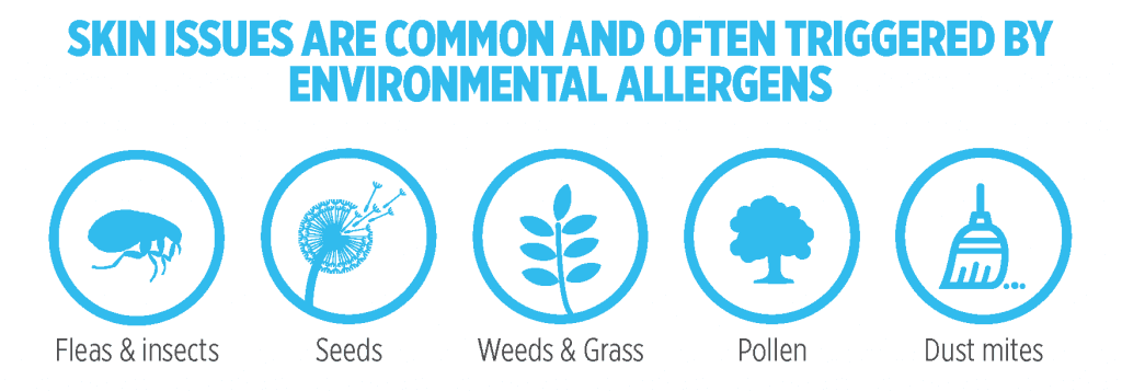 Skin Issues Are Common And Often Triggered By Environmental Allergens Skin Issues Are Common And Often Triggered By Environmental Allergens